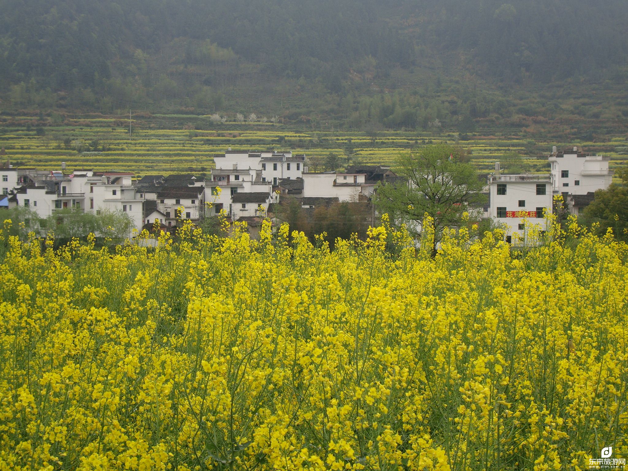 【瑞享黄山】 黄山、婺源篁岭、新安江山水画廊、徽州古城、南屏、宏村、卢村油菜花 2 飞 6 日